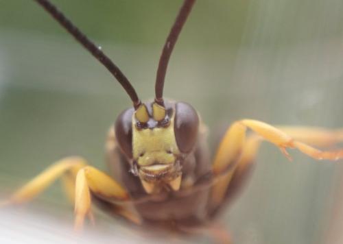 Réf. 315 033 : Ichneumon sp.